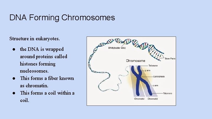 DNA Forming Chromosomes Structure in eukaryotes. ● the DNA is wrapped around proteins called