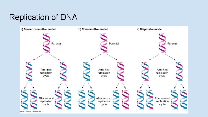 Replication of DNA 