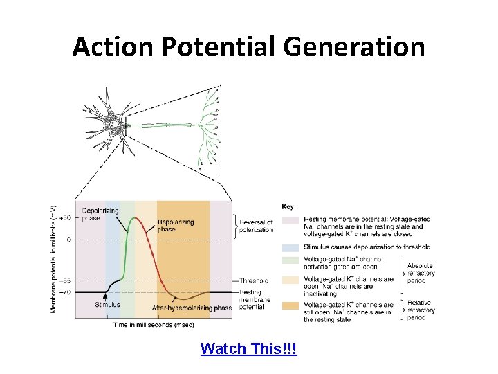 Action Potential Generation Watch This!!! 