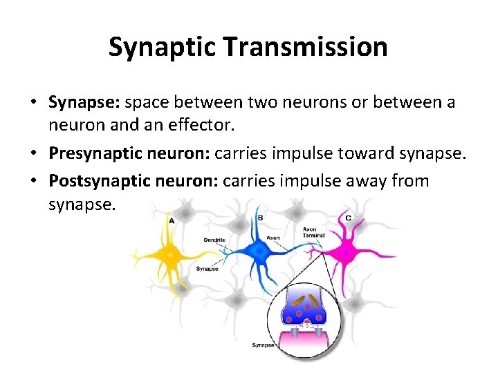 Synaptic Transmission • Synapse: space between two neurons or between a neuron and an