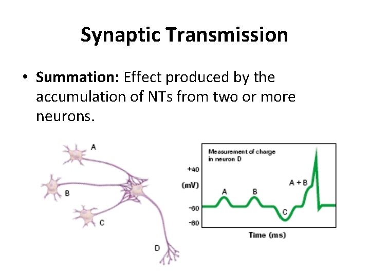 Synaptic Transmission • Summation: Effect produced by the accumulation of NTs from two or