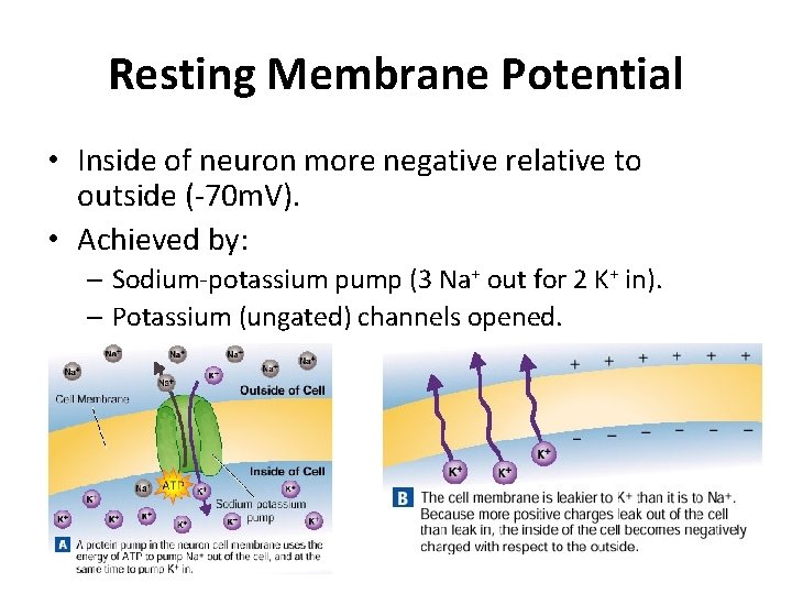 Resting Membrane Potential • Inside of neuron more negative relative to outside (-70 m.