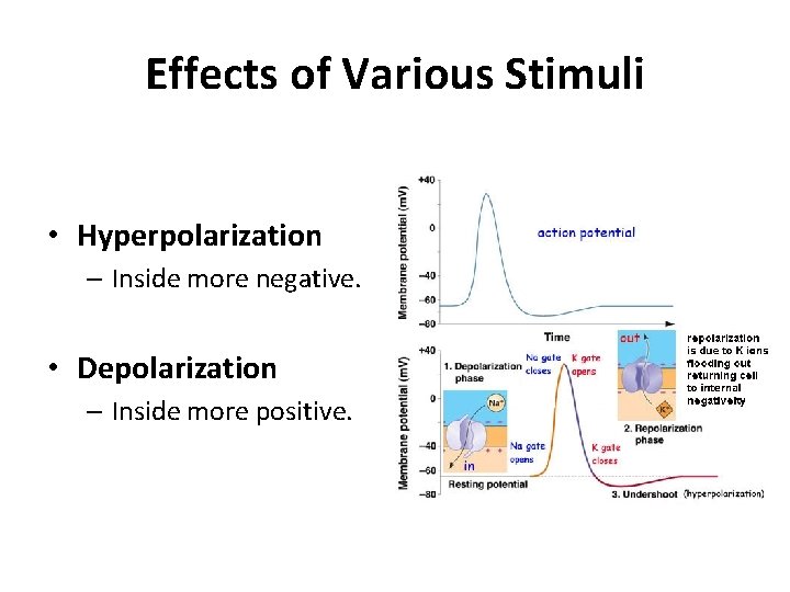 Effects of Various Stimuli • Hyperpolarization – Inside more negative. • Depolarization – Inside