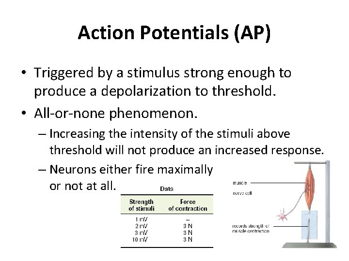 Action Potentials (AP) • Triggered by a stimulus strong enough to produce a depolarization
