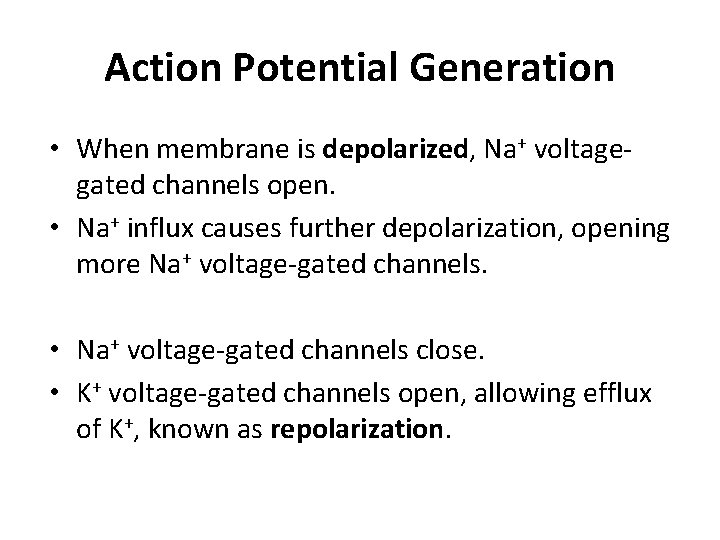 Action Potential Generation • When membrane is depolarized, Na+ voltagegated channels open. • Na+
