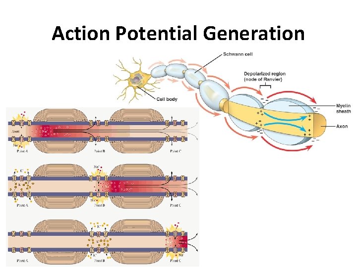 Action Potential Generation 
