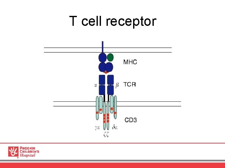 T cell receptor 