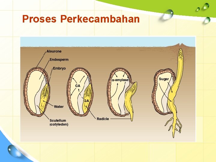 Proses Perkecambahan 