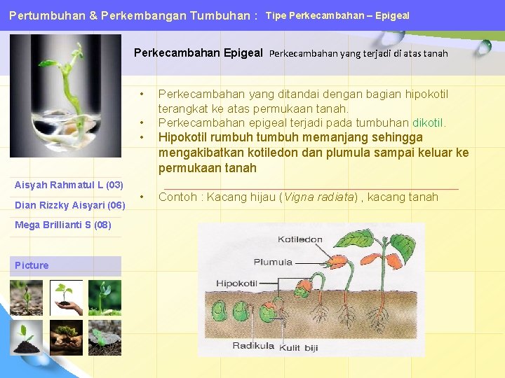 Pertumbuhan & Perkembangan Tumbuhan : Tipe Perkecambahan – Epigeal Perkecambahan yang terjadi di atas