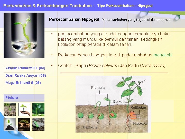 Pertumbuhan & Perkembangan Tumbuhan : Tipe Perkecambahan – Hipogeal Perkecambahan yang terjadi di dalam