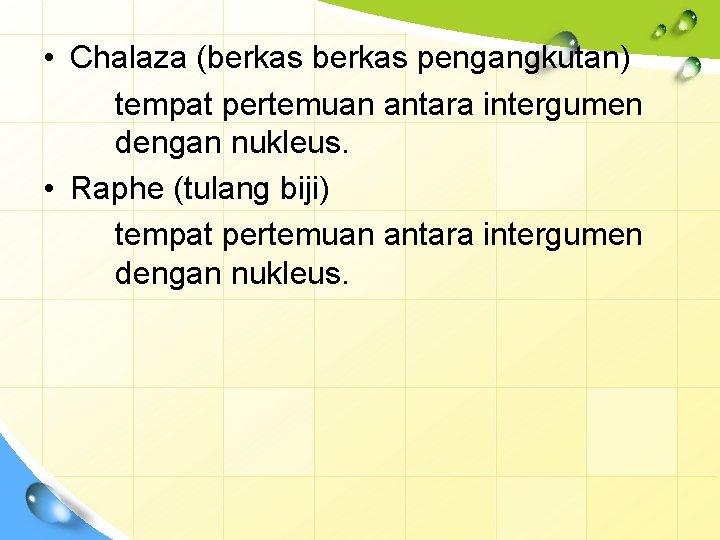  • Chalaza (berkas pengangkutan) tempat pertemuan antara intergumen dengan nukleus. • Raphe (tulang