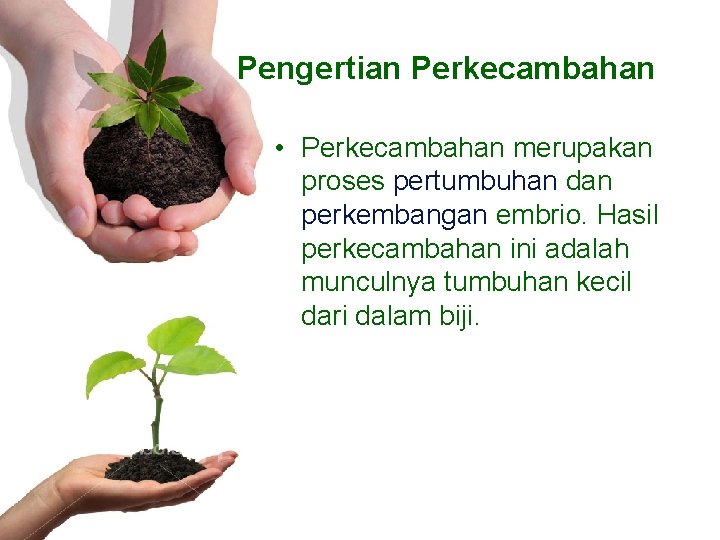 Pengertian Perkecambahan • Perkecambahan merupakan proses pertumbuhan dan perkembangan embrio. Hasil perkecambahan ini adalah