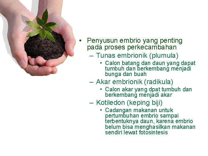  • Penyusun embrio yang penting pada proses perkecambahan – Tunas embrionik (plumula) •