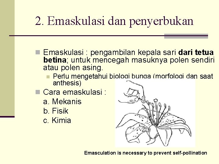 2. Emaskulasi dan penyerbukan n Emaskulasi : pengambilan kepala sari dari tetua betina; untuk 2. Emaskulasi dan penyerbukan n Emaskulasi : pengambilan kepala sari dari tetua betina; untuk