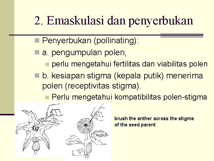 2. Emaskulasi dan penyerbukan n Penyerbukan (pollinating): n a. pengumpulan polen, n perlu mengetahui