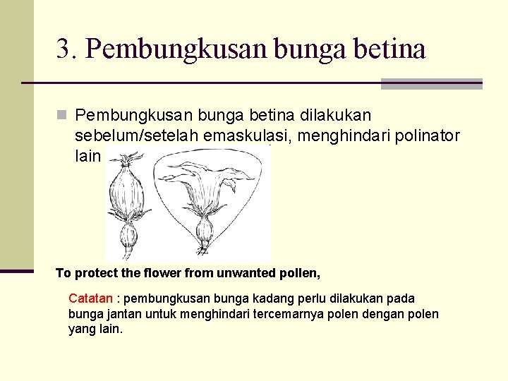 3. Pembungkusan bunga betina n Pembungkusan bunga betina dilakukan sebelum/setelah emaskulasi, menghindari polinator lain 3. Pembungkusan bunga betina n Pembungkusan bunga betina dilakukan sebelum/setelah emaskulasi, menghindari polinator lain