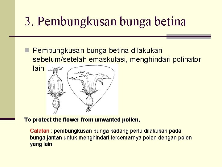 3. Pembungkusan bunga betina n Pembungkusan bunga betina dilakukan sebelum/setelah emaskulasi, menghindari polinator lain