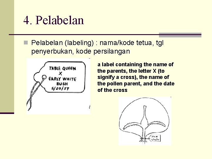 4. Pelabelan n Pelabelan (labeling) : nama/kode tetua, tgl penyerbukan, kode persilangan a label 4. Pelabelan n Pelabelan (labeling) : nama/kode tetua, tgl penyerbukan, kode persilangan a label