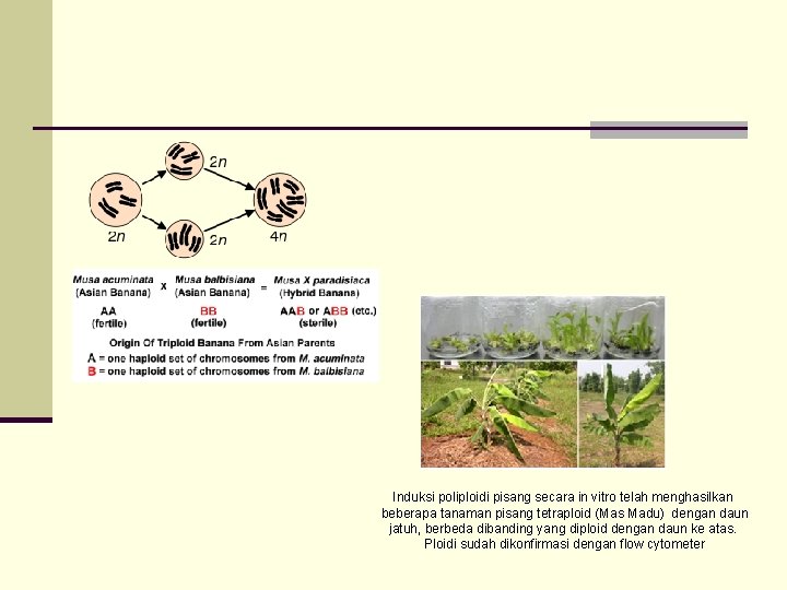 Induksi poliploidi pisang secara in vitro telah menghasilkan beberapa tanaman pisang tetraploid (Mas Madu) Induksi poliploidi pisang secara in vitro telah menghasilkan beberapa tanaman pisang tetraploid (Mas Madu)