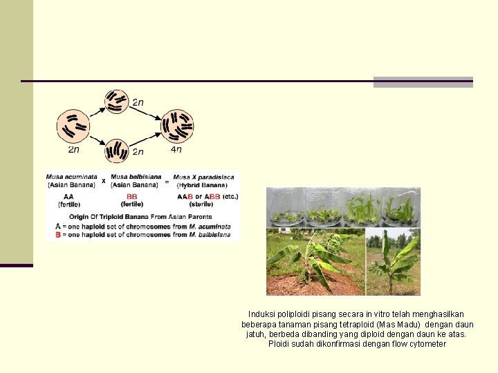 Induksi poliploidi pisang secara in vitro telah menghasilkan beberapa tanaman pisang tetraploid (Mas Madu)