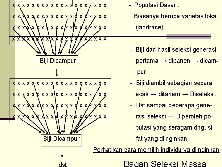 xxxxxxxxxx - Populasi Dasar : xxxxxxxxxx Biasanya berupa varietas lokal xxxxxxxxxx (landrace) xxxxxxxxxx -