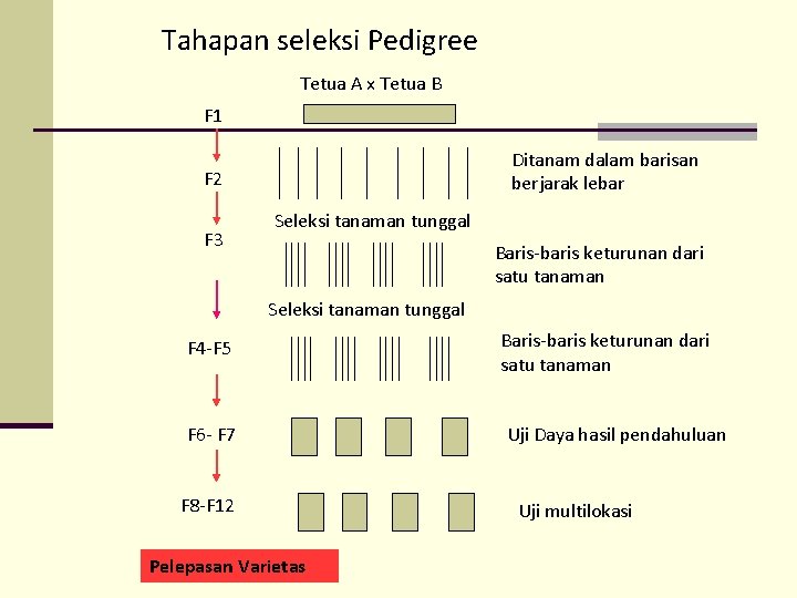 Tahapan seleksi Pedigree Tetua A x Tetua B F 1 Ditanam dalam barisan berjarak Tahapan seleksi Pedigree Tetua A x Tetua B F 1 Ditanam dalam barisan berjarak
