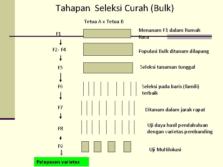 Tahapan Seleksi Curah (Bulk) Tetua A x Tetua B F 1 F 2 -