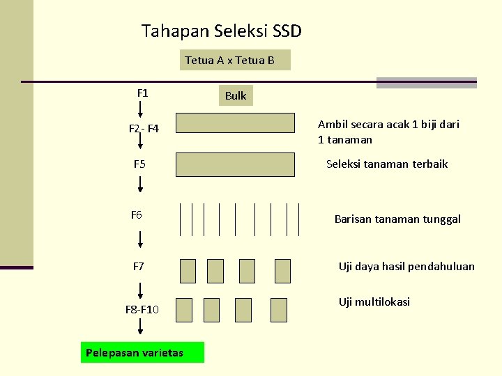 Tahapan Seleksi SSD Tetua A x Tetua B F 1 F 2 - F