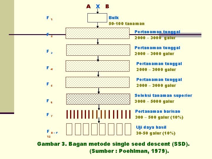 A F 1 F 2 F F F 12 3 X B Bulk 50