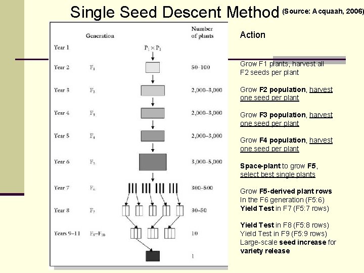 Single Seed Descent Method (Source: Acquaah, 2006) Action Grow F 1 plants, harvest all