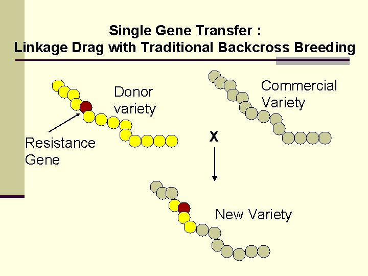 Single Gene Transfer : Linkage Drag with Traditional Backcross Breeding Commercial Variety Donor variety Single Gene Transfer : Linkage Drag with Traditional Backcross Breeding Commercial Variety Donor variety