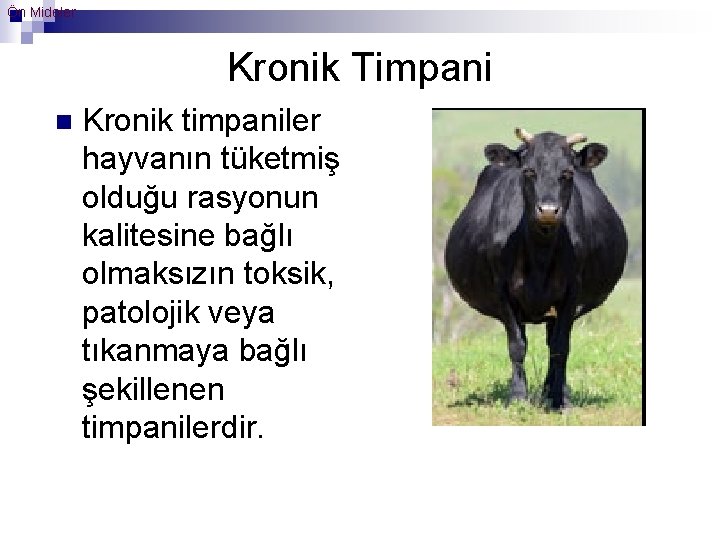Ön Mideler Kronik Timpani n Kronik timpaniler hayvanın tüketmiş olduğu rasyonun kalitesine bağlı olmaksızın