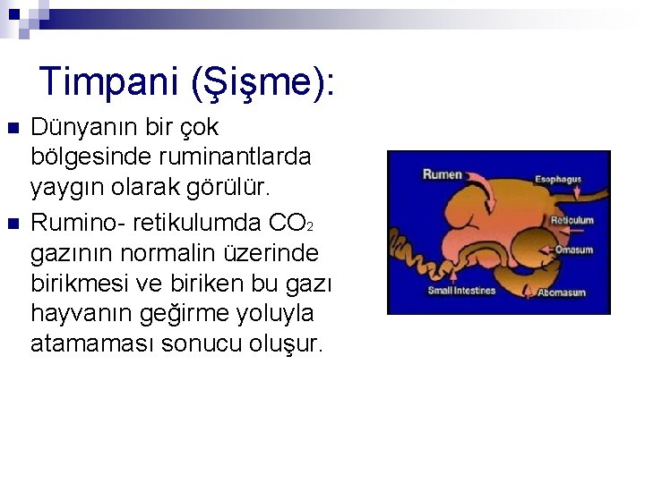 Timpani (Şişme): n n Dünyanın bir çok bölgesinde ruminantlarda yaygın olarak görülür. Rumino- retikulumda