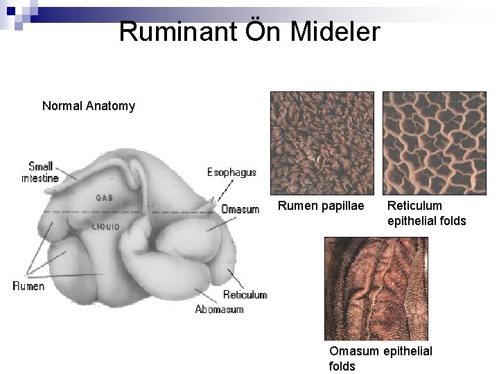 Ruminant Ön Mideler Normal Anatomy Rumen papillae Reticulum epithelial folds Omasum epithelial folds 