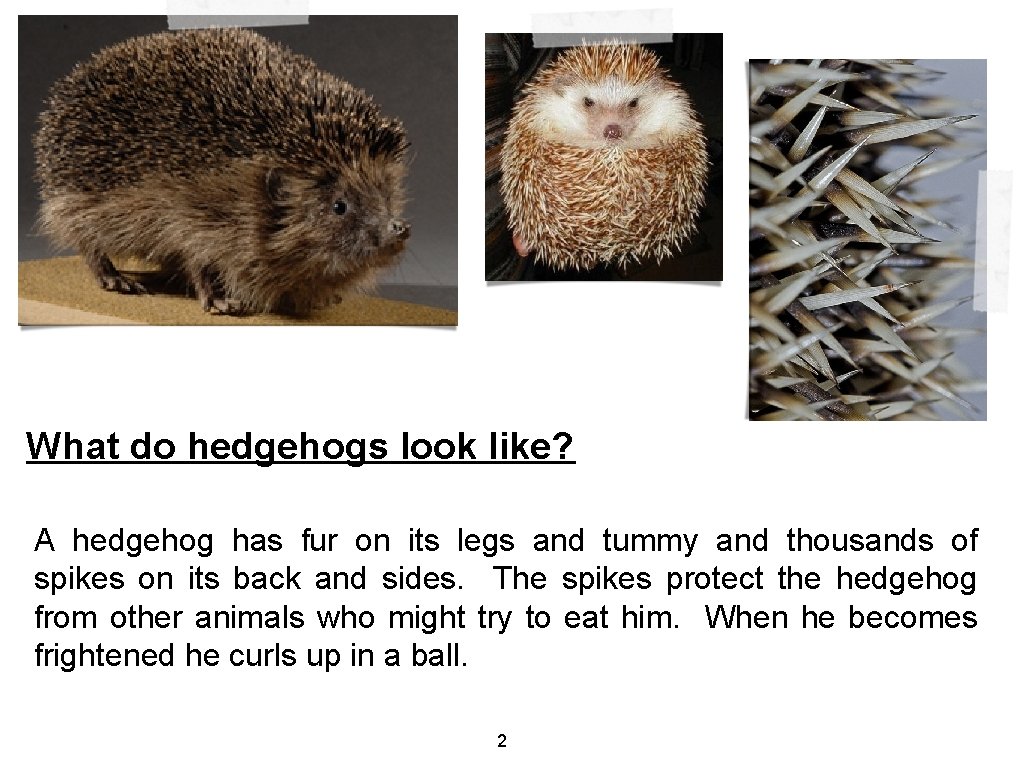 What do hedgehogs look like? A hedgehog has fur on its legs and tummy