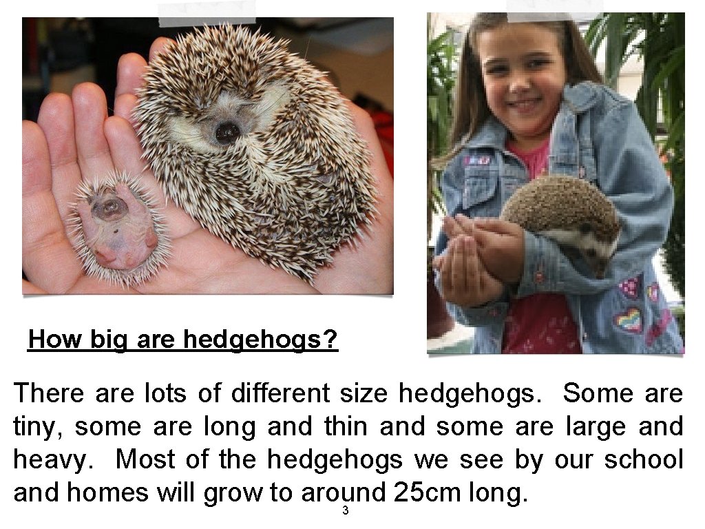 How big are hedgehogs? There are lots of different size hedgehogs. Some are tiny,