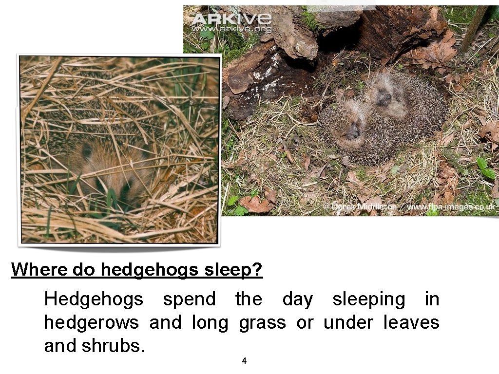 Where do hedgehogs sleep? Hedgehogs spend the day sleeping in hedgerows and long grass