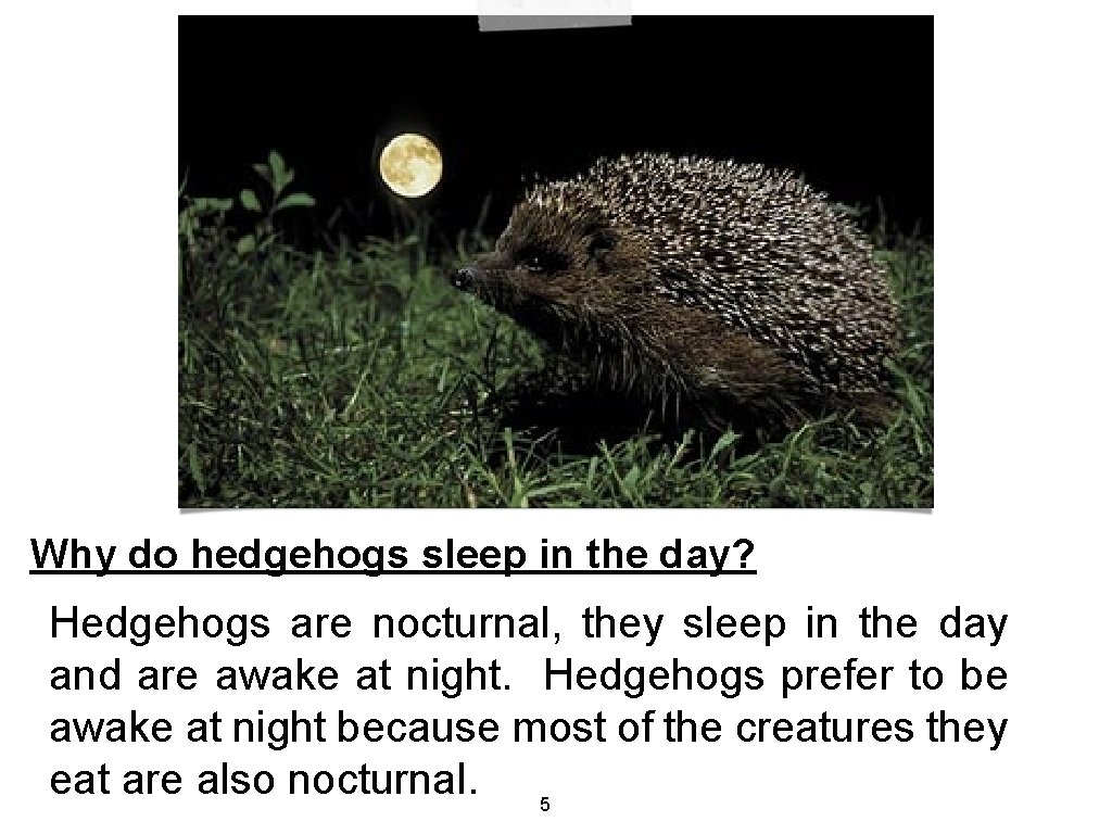 Why do hedgehogs sleep in the day? Hedgehogs are nocturnal, they sleep in the