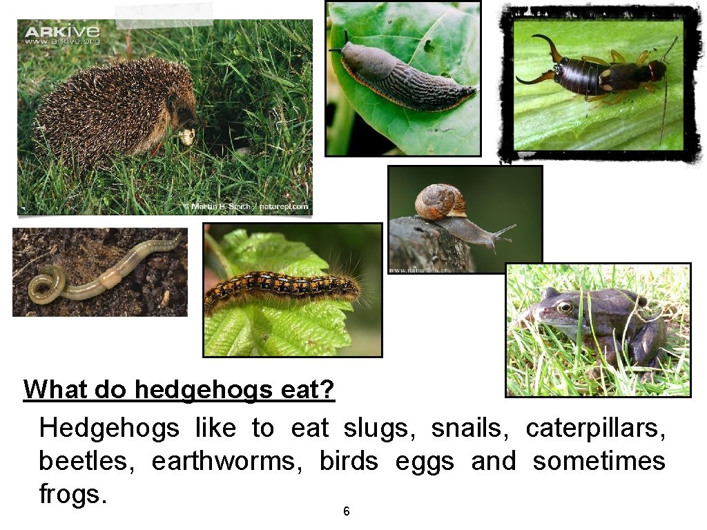 What do hedgehogs eat? Hedgehogs like to eat slugs, snails, caterpillars, beetles, earthworms, birds