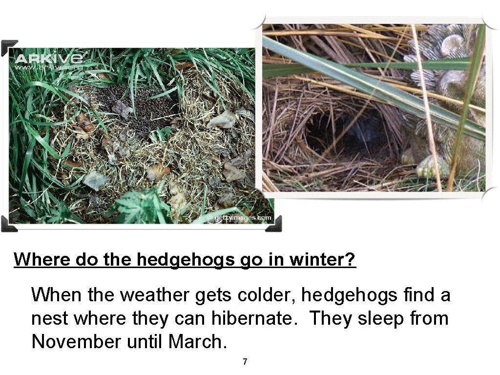 Where do the hedgehogs go in winter? When the weather gets colder, hedgehogs find