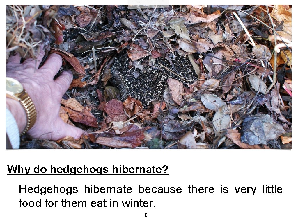 Why do hedgehogs hibernate? Hedgehogs hibernate because there is very little food for them