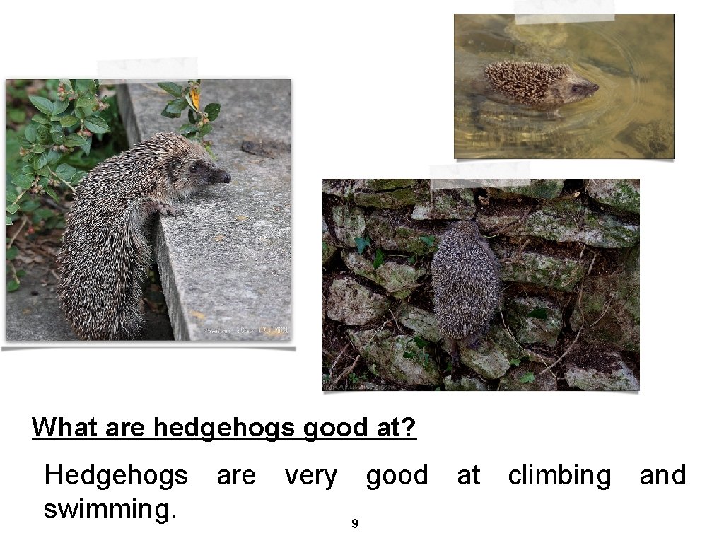 What are hedgehogs good at? Hedgehogs are very good at climbing and swimming. 9