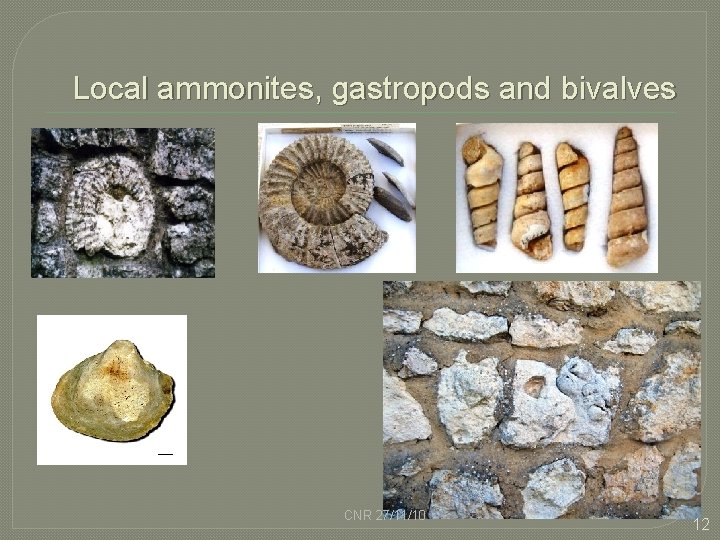 Local ammonites, gastropods and bivalves CNR 27/11/10 12 