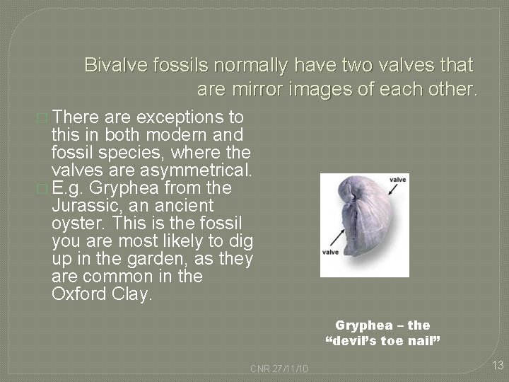 Bivalve fossils normally have two valves that are mirror images of each other. �