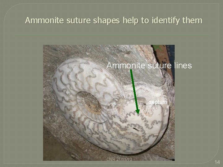 Ammonite suture shapes help to identify them Ammonite suture lines septum CNR 27/11/10 14