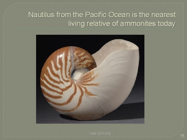 Nautilus from the Pacific Ocean is the nearest living relative of ammonites today CNR