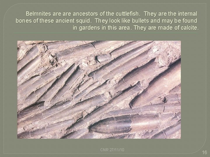 Belmnites are ancestors of the cuttlefish. They are the internal bones of these ancient