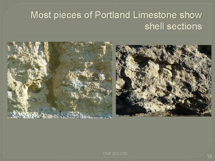 Most pieces of Portland Limestone show shell sections CNR 27/11/10 18 