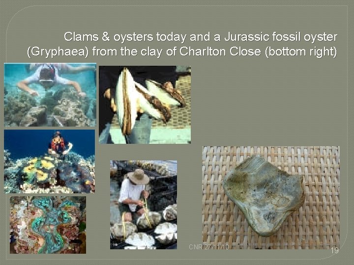 Clams & oysters today and a Jurassic fossil oyster (Gryphaea) from the clay of