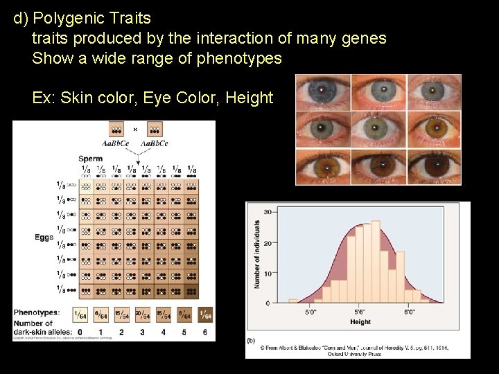 d) Polygenic Traits traits produced by the interaction of many genes Show a wide